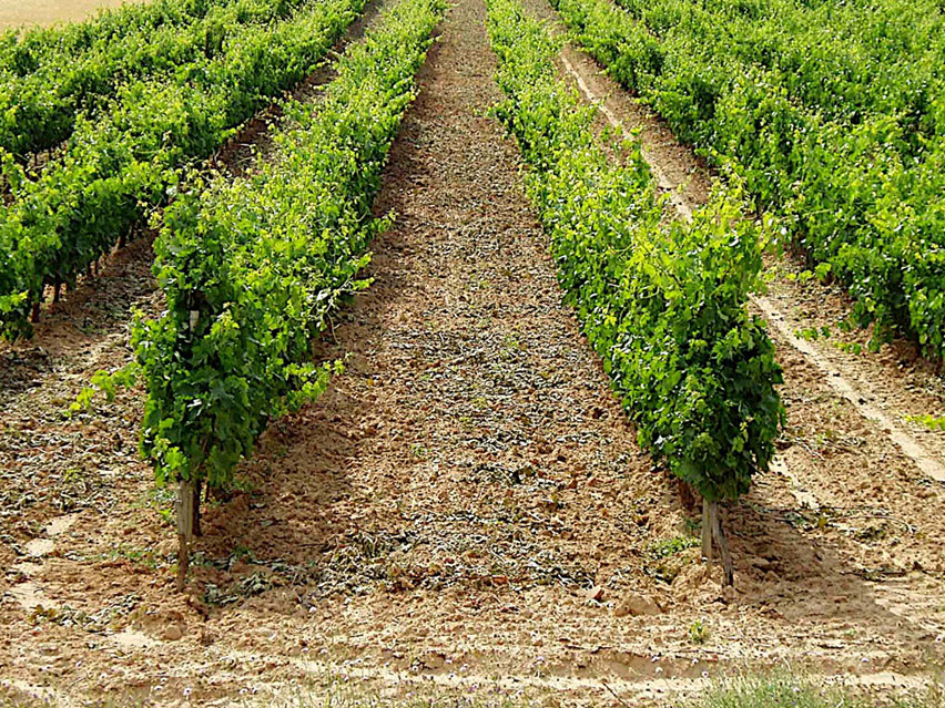 bodegas medina