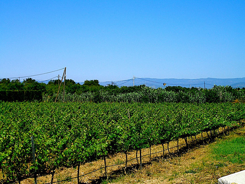 bodegas medina